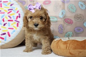 Louisa - puppy for sale