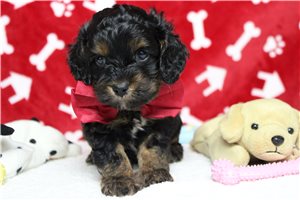 Barney - Cockapoo for sale