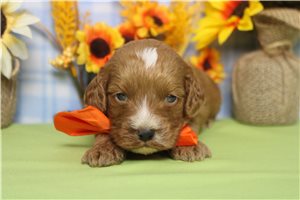 Barry - Cockapoo for sale