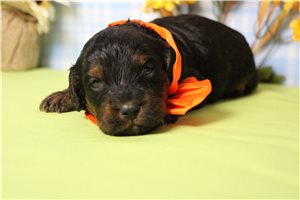 Bantam - Cockapoo for sale