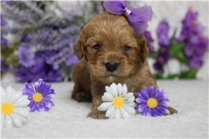 Delilah - Cockapoo for sale