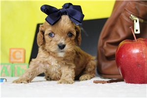 Daffodil - Cockapoo for sale