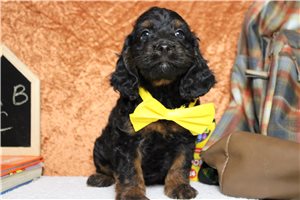 Bari - Cockapoo for sale