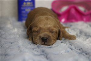 Delilah - Cockapoo for sale