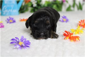 Balboa - Cockapoo for sale