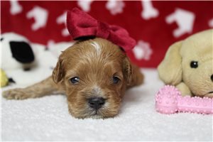 Daffodil - Cockapoo for sale
