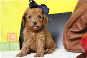 Daisy - Cockapoo for sale