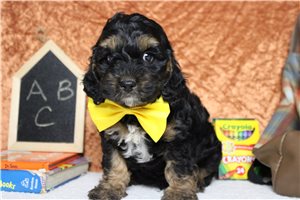 Robbie - Cockapoo for sale
