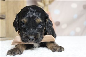 Balboa - Cockapoo for sale
