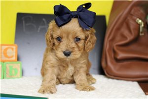 Delilah - Cockapoo for sale