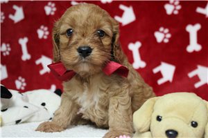 Baron - Cockapoo for sale