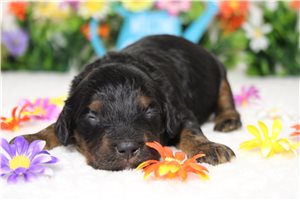 Bantam - Cockapoo for sale
