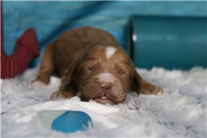 Barry - puppy for sale