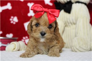 Daffodil - Cockapoo for sale