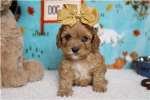 Daffodil - Cockapoo for sale