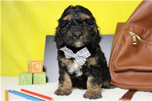 Robbie - Cockapoo for sale