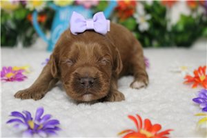 Bailey - Cockapoo for sale