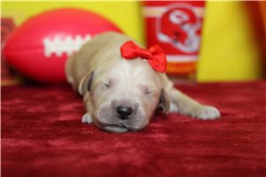 Tara - puppy for sale
