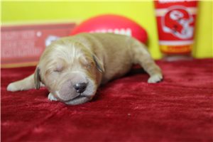 Todd - puppy for sale