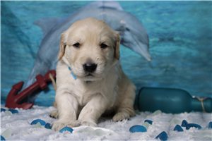 Moon - Golden Retriever for sale