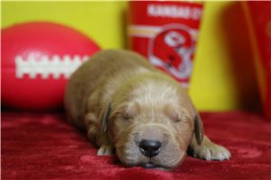 Theo - Golden Retriever for sale