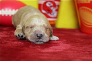 Tyson - Golden Retriever for sale