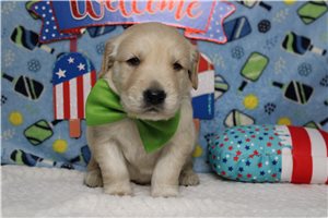 Moon - Golden Retriever for sale