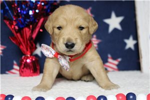 Maxx - puppy for sale