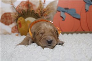 Derek - puppy for sale