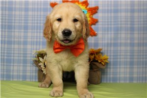 Markle - Golden Retriever for sale