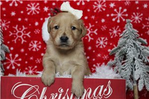 Delilah - Golden Retriever for sale
