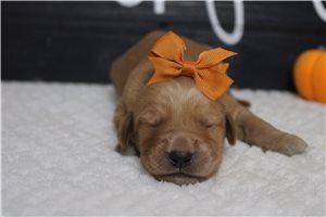 Cecilia - puppy for sale