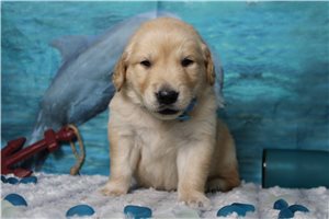 Markle - Golden Retriever for sale