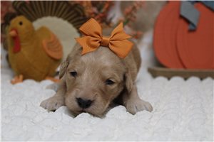 Catalina - puppy for sale