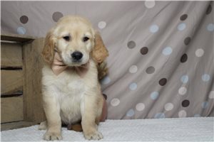 Markle - Golden Retriever for sale