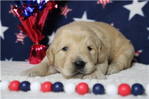 Mitch - puppy for sale