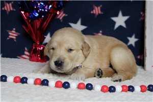 Markle - puppy for sale
