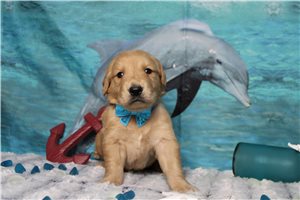 Maxx - Golden Retriever for sale