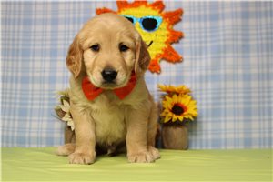 Malcom - Golden Retriever for sale