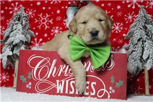 Dynamo - Golden Retriever for sale
