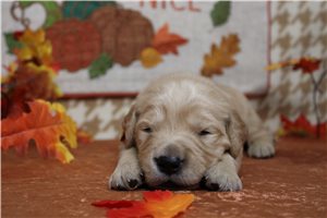 Dalton - Golden Retriever for sale