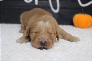 Connor - puppy for sale