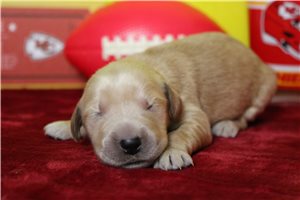 Turner - puppy for sale