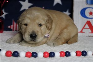 Malcom - puppy for sale