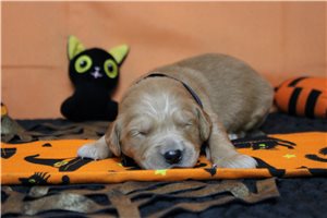 Todd - Golden Retriever for sale