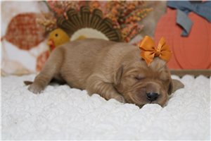 Darlene - puppy for sale