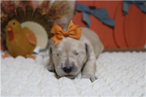 Donna - puppy for sale