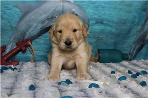 Mitch - Golden Retriever for sale