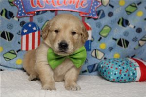 Markle - Golden Retriever for sale