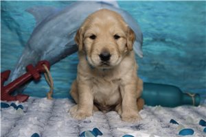 Malcom - Golden Retriever for sale